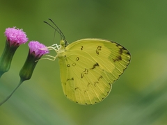 Eurema andersoni
