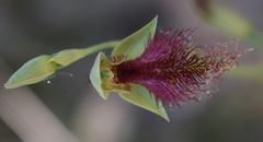 Calochilus