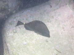 Prionurus maculatus