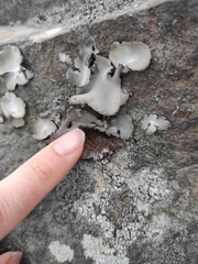 Umbilicaria