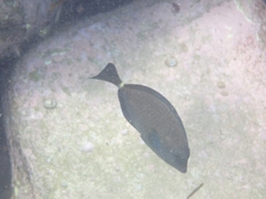 Prionurus maculatus