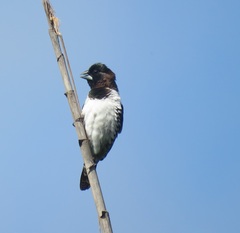 Spermestes cucullata scutata