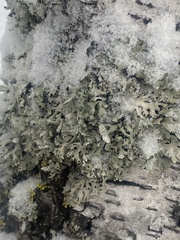 Parmelioideae