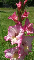Gladiolus × hortulanus