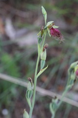 Calochilus