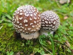 Amanita pantherina