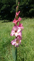 Gladiolus × hortulanus