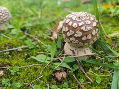 Amanita pantherina