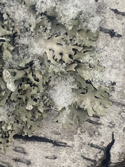 Parmelioideae