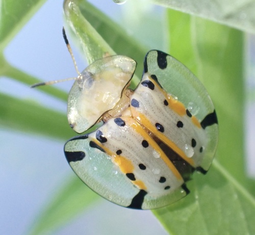Sweetpotato Leaf Beetle photo 3