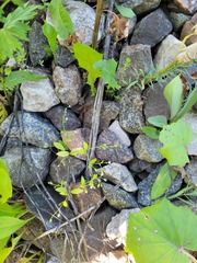 Myosotis sparsiflora