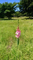 Gladiolus × hortulanus