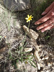 Osteospermum asperulum