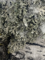 Parmelioideae