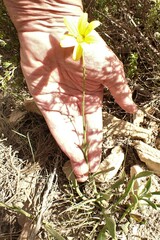 Osteospermum asperulum