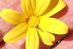 Osteospermum asperulum