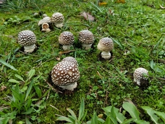 Amanita pantherina