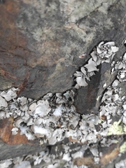 Umbilicaria
