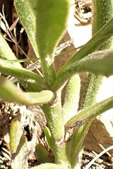 Osteospermum asperulum