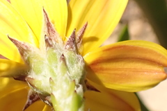 Osteospermum asperulum