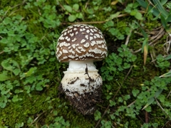 Amanita pantherina