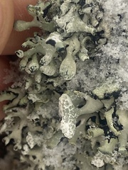 Parmelioideae
