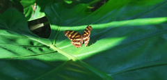 Herona marathus