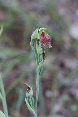 Calochilus