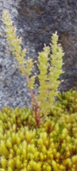 Crassula sieberiana