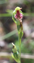 Calochilus