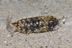Lymantria dispar