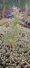 Crassula sieberiana