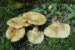Lactarius alnicola