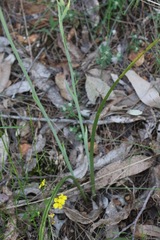 Calochilus