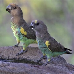 Poicephalus meyeri transvaalensis