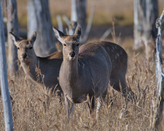 Cervus nippon yesoensis