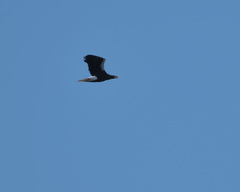 Haliaeetus pelagicus
