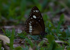 Euploea core corinna