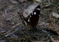 Euploea core corinna