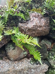 Polypodium vulgare