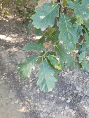 Quercus