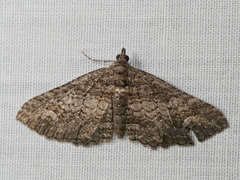 Eucymatoge