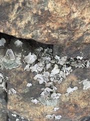 Umbilicaria