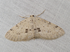 Poecilasthena scoliota