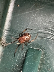 Steatoda capensis