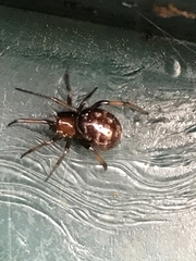 Steatoda capensis