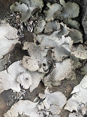 Umbilicaria
