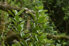 Melicytus chathamicus