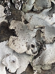 Umbilicaria
