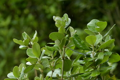 Olearia traversiorum